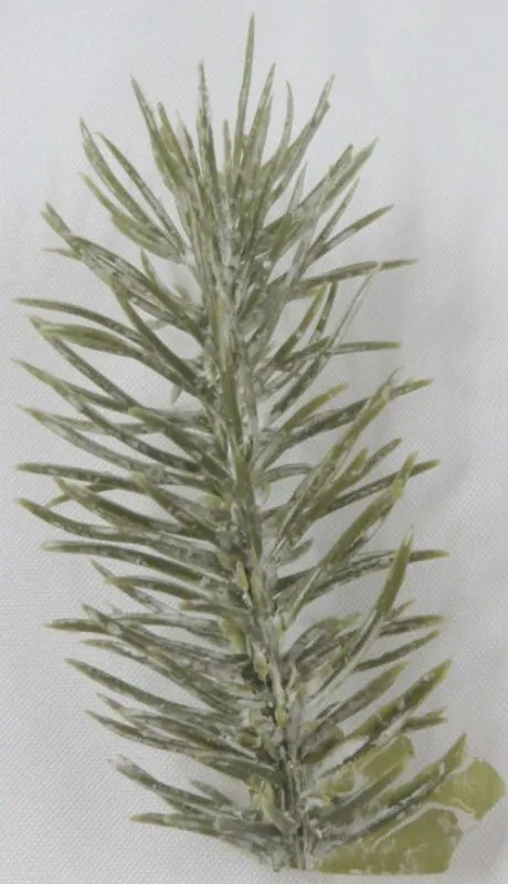Christmas - Pine Tree, Approximately 70mm High (CT24)