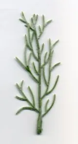 Christmas -Plastic Twigs, 105mm Length (CT16A)
