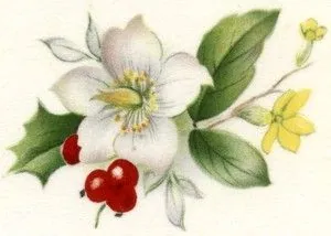 Decal - Christmas Rose, 50mm long x 30mm wide (DL55)