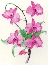 Decal - Cooktown Orchid Medium, 50mm (DL168)
