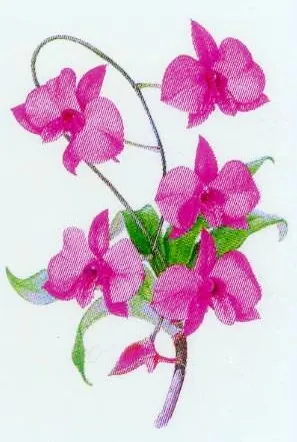 Decal - Cooktown Orchid Small, 35mm (DL184)