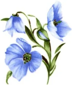 Decal - Flower Blue B, 70mm long x 50mm wide (DL118B)