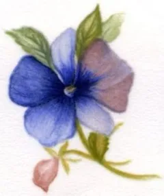 Decal - Flower Pansies A, 40mm long x 35mm wide (DL114A)
