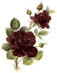 Decal - Flower Rose Ruby, 60mm x 35mm (DL149)