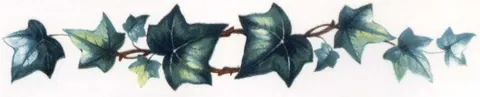 Decal - Ivy, 149mm x 27mm (DL180)