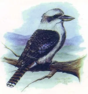Decal - Kookaburra 45mm, 45mm (DL173)