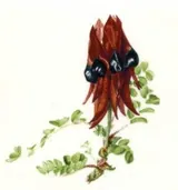 Decal - Sturts Desert Pea Medium, 50mm (DL175)