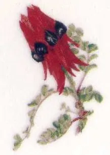 Decal - Sturts Desert Pea Small, 25mm (DL174)