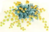 Decal - Wattle, 50mm (DL169)