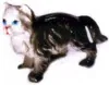Miniatures - Cat Black, 40mm High (AN2)