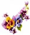 Paper Print Violet Flower, 80mm High x 50mm Wide (NP17B)